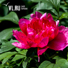 Сегодня во Владивостоке 15&hellip;17 °C