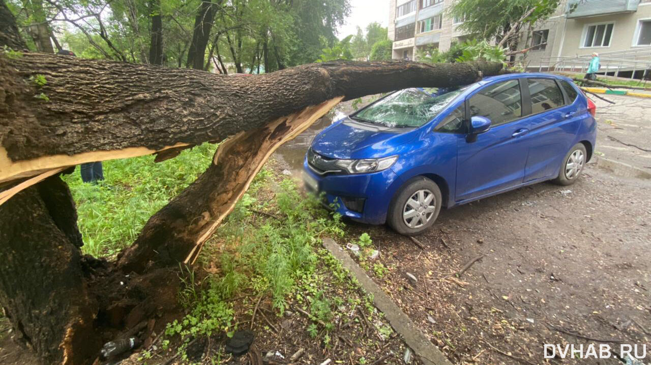 Старое дерево упало на машину в Индустриальном районе (ФОТО) — Новости  Хабаровска