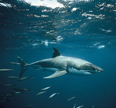 Ихтиологи предупреждают о заходе белых акул в акватории Владивостока из-за длительной жары