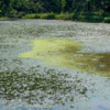 Вода заросла ряской и водяным орехом — newsvl.ru