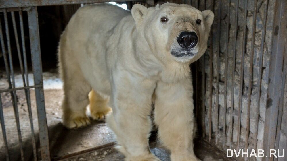 Букет болезней: названы причины смерти белого медведя Хабара