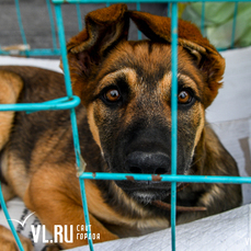 Пункты временного содержания отловленных собак должны появиться в городах Приморья до начала работы полноценных питомников