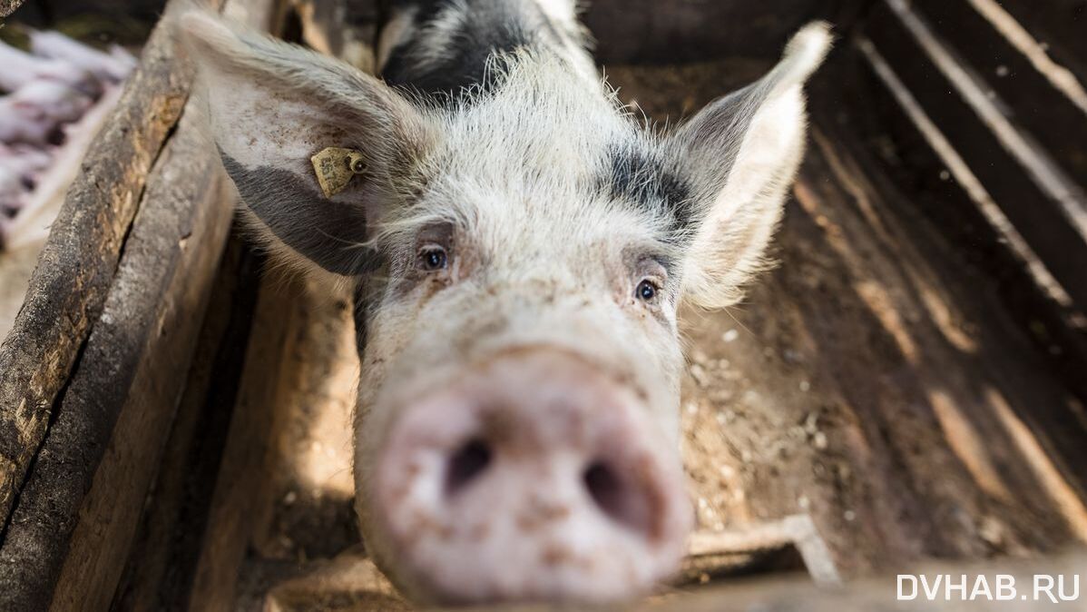 Дышать нечем: чумных свиней массово жгут в Хабаровском крае (ВИДЕО)