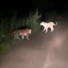 В Дальнереченском районе автолюбитель встретил на дороге сразу трёх любопытных тигрят 