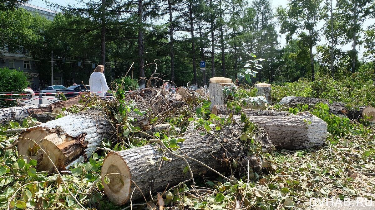 Советоваться с жильцами домов по вырубке деревьев поручил ремонтникам Жорник