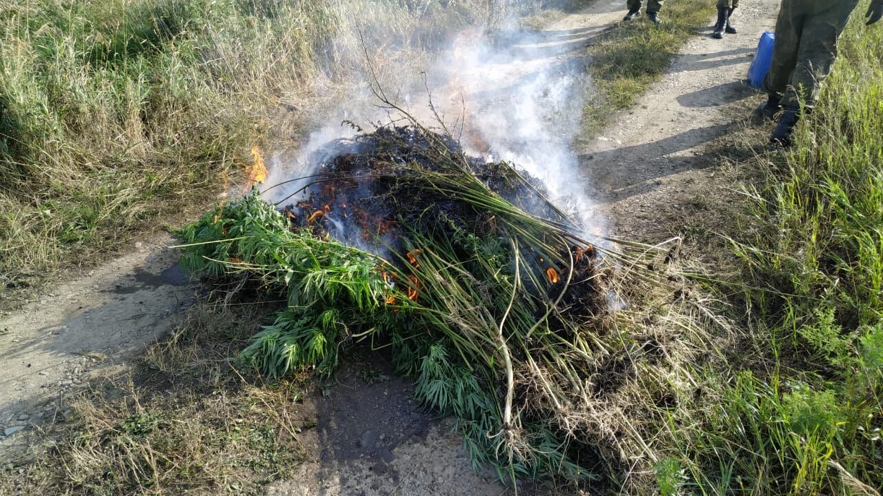 Более пяти тысяч кустов конопли спалили полицейские — Новости Хабаровска