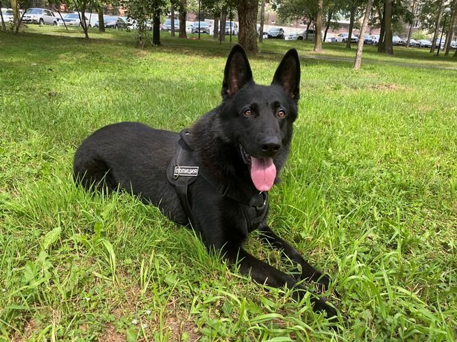 собаки хабаровский край