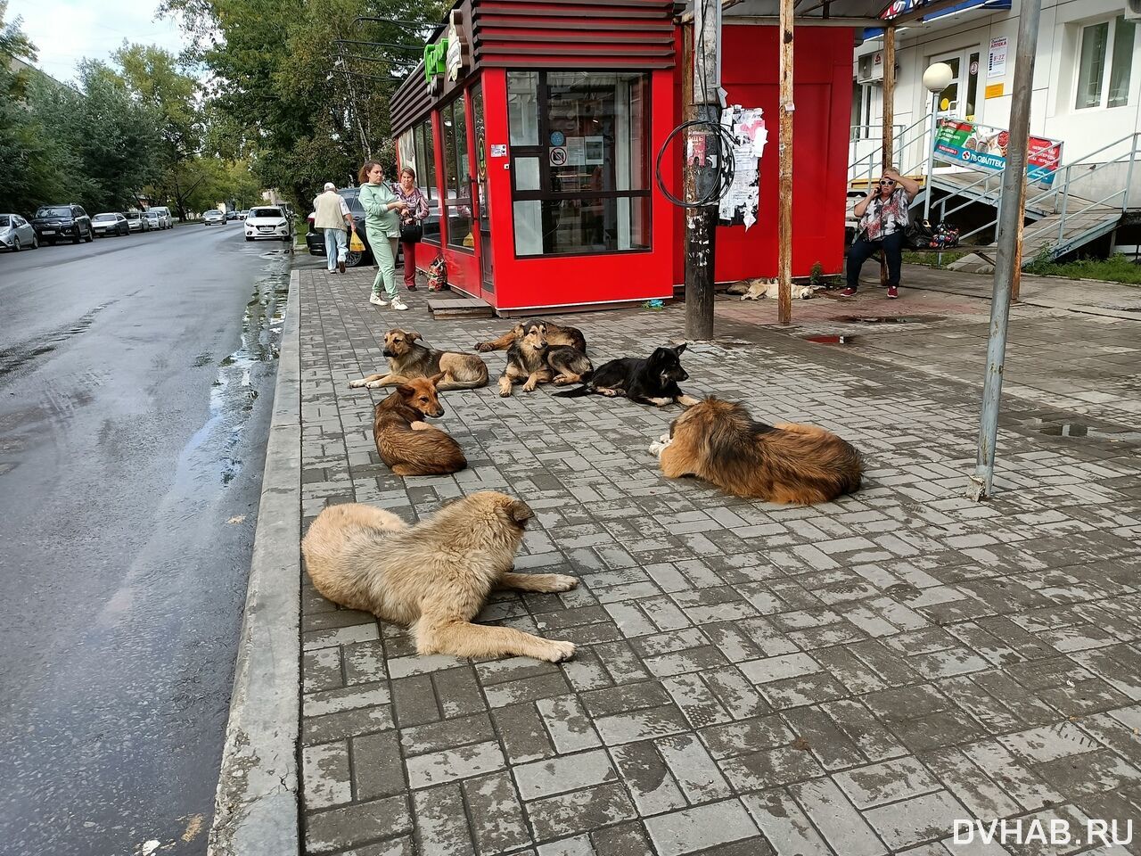 Стая бездомных собак оккупировала остановку в Хабаровске (ФОТО) — Новости  Хабаровска