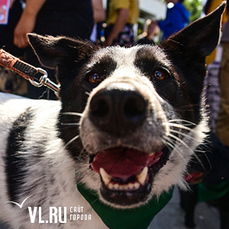 Фестиваль-выставку беспородных собак провели во Владивостоке 