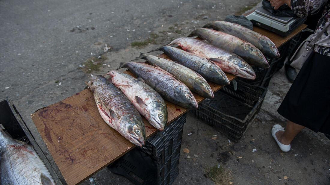Объем добычи лососей в Хабаровском крае приблизился к 2019 году