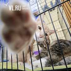 38 котят пристроили в добрые руки на благотворительной выставке-раздаче животных во Владивостоке 