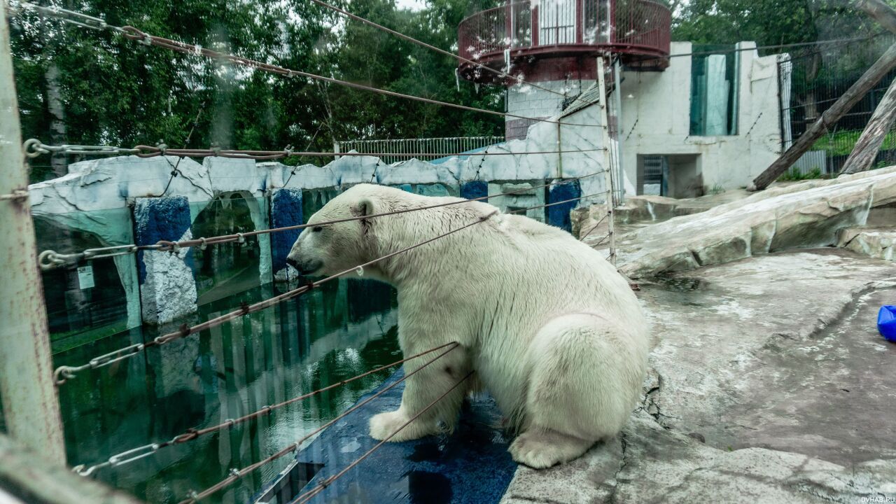 Новый белый медведь прибыл в зоосад под Хабаровск