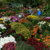 В Ботаническом саду Владивостока проходит фестиваль хризантем — newsvl.ru