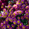 В Ботаническом саду высадили более 2000 кустов хризантем — newsvl.ru