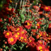 Хризантемы могут быть разных цветов — newsvl.ru