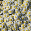 Эти белые цветочки напоминают ромашку — newsvl.ru