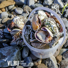 Приморская ветеринарная лаборатория исследует морепродукты из Амурского залива на загрязнение токсичными водорослями