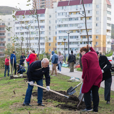 За неделю во Владивостоке высадили более 400 деревьев