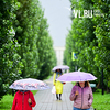 Мокрые листья и дремлющие голуби: лучшие моменты утреннего дождя во Владивостоке