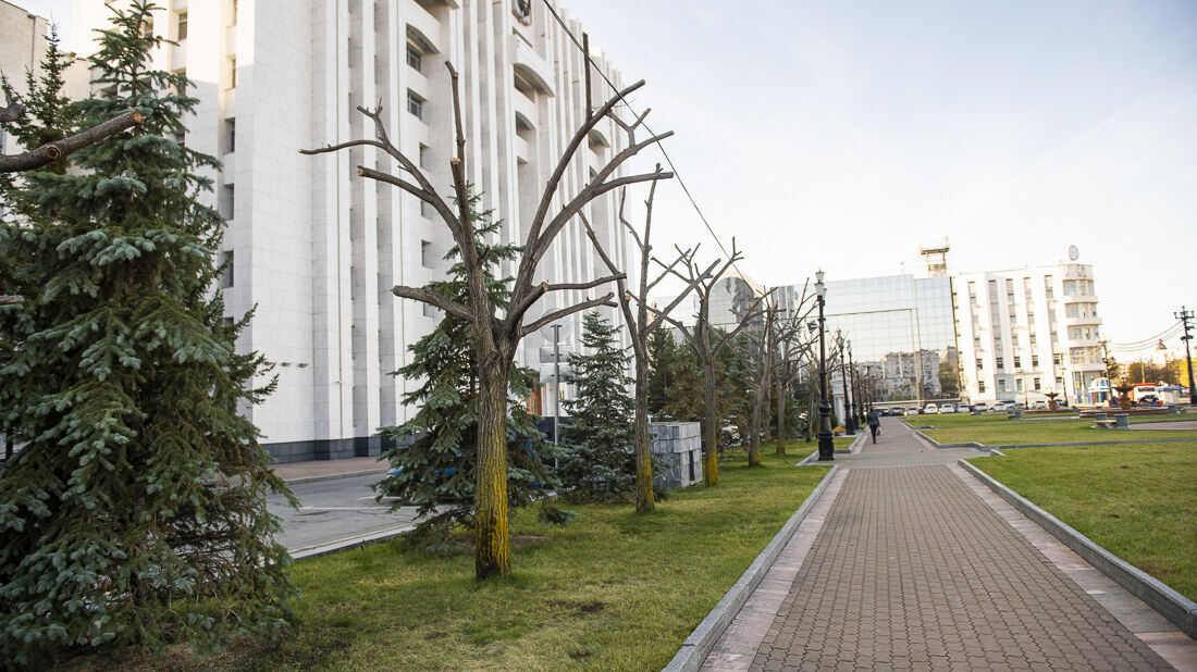 Борьбу с деревьями начали на площади Ленина (ФОТО)