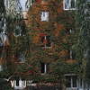 Владивостокские дома украшают заросли девичьего винограда (ФОТО)