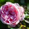 Поздние розы обладают роскошным ароматом — newsvl.ru