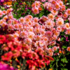 На открытых площадках Ботсада цветут сотни хризантем — newsvl.ru