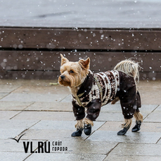 Сегодня во Владивостоке утром дождь, местами со снегом