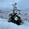 Узорчатые льдинки украсили деревья, цветы и здания – в Приморье выпал первый снег (ФОТО)