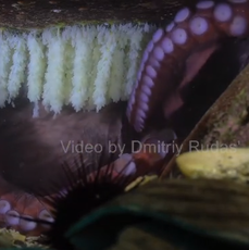 Кладку гигантского осьминога впервые сняли в Дальневосточном морском заповеднике 