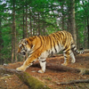 Жителя Дальнереченска будут судить за убийство тигра