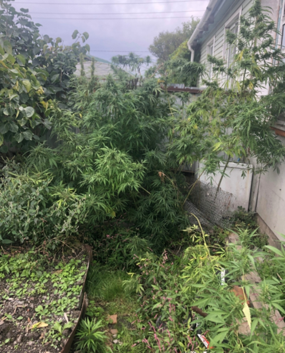 выращивал марихуану в огороде