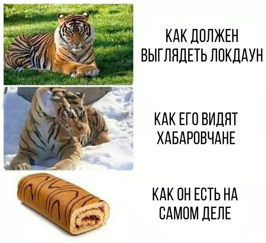 Мем проект тигр