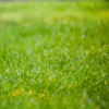На газонах ещё можно найти зелёную траву  — newsvl.ru