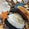 Свалка или сокровищница: на Шаморе после шторма снова на берег выбросило моллюсков (ФОТО)