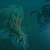 Самую большую в мире медузу впервые сняли на видео в Морском заповеднике