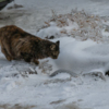Даже коты были в шоке от погоды — newsvl.ru