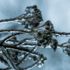 На деревьях – вновь, как и в прошлом году – красивая, но опасная для растений ледяная глазурь — newsvl.ru