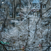 Несмотря на то, что ледяной дождь сулит большие бытовые неудобства, зрелище это, надо признать, очень красивое — newsvl.ru