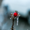 У началу ледяного дождя на некоторых деревьях и кустарниках ещё не опали ягоды — newsvl.ru