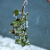 Растения, не способные выдержать тяжёлый груз, увы, не выдерживают – ветки ломаются — newsvl.ru
