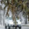 Ледяной дождь пока что кажется менее грозным, чем в 2020-м, – на растениях и дорогах замёрзло гораздо меньше воды — newsvl.ru