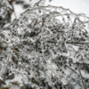 Ледяной дождь, довольно редкое атмосферное явления, перестаёт быть для юга Приморья экзотикой — newsvl.ru
