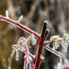 Каждая веточка покрыта льдом, на многих под слоем нежданной брони видны зелёные и красные листья — newsvl.ru