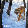 Из-за гибели кабанов и глубокого снега тигры могут выходить к людям этой зимой в Приморье