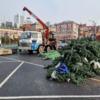 На центральной площади Владивостока начался монтаж новогодней ёлки — newsvl.ru