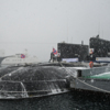 В носовой части дизель-электрических подлодок размещены шесть торпедных аппаратов — newsvl.ru
