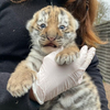 Спасённая в Приморье тигрица родила детёныша в зоопарке Швеции 