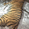 Самец в возрасте 2-3 лет, без травм. Фото: Центр «Амурский тигр» — newsvl.ru