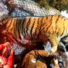 Перед выпуском на хищника надели ошейник с GPS-передатчиком. Фото: Центр «Амурский тигр» — newsvl.ru